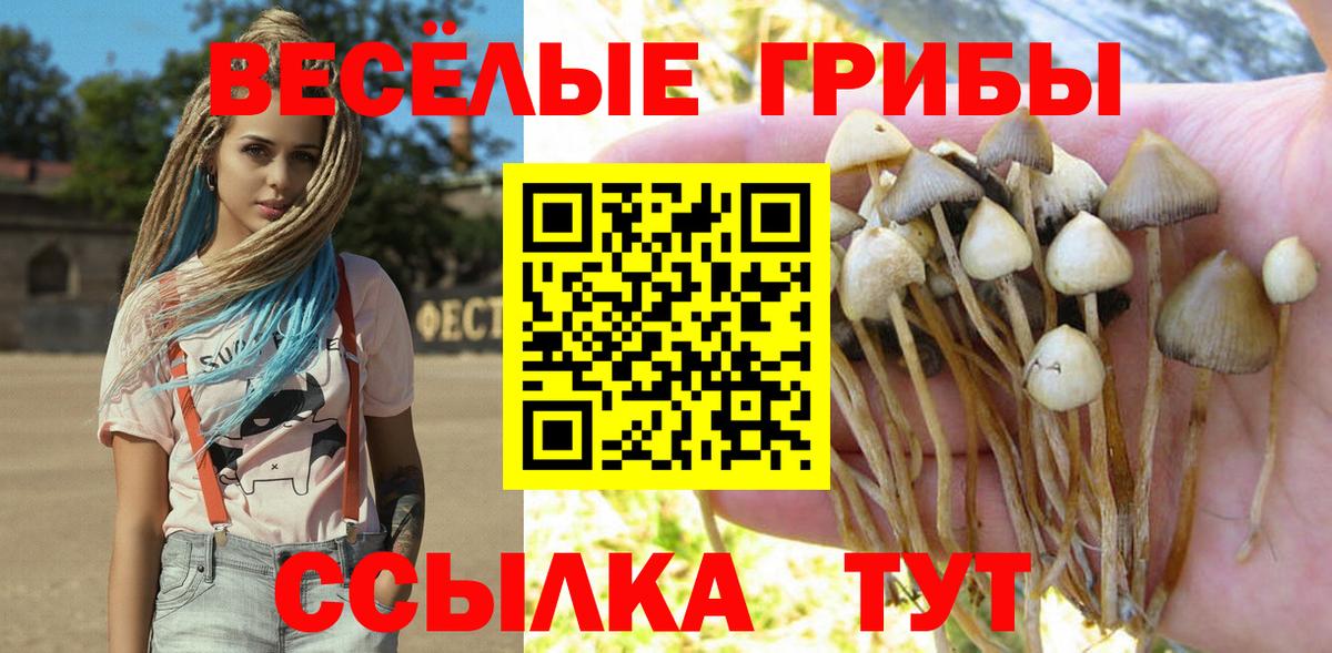 Галлюциногенные грибы Psilocybe Грозный